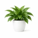 Leafy green houseplant in a simple white ceramic pot