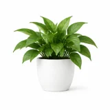 Leafy green houseplant in a simple white ceramic pot